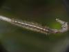 Lasiocampa quercus